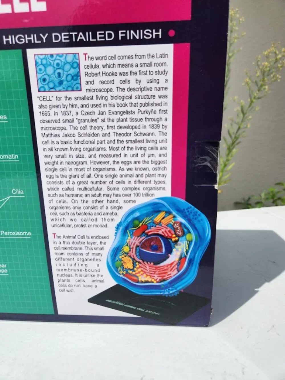 4D Science Animal Cell Anatomy Model High Quality Sculpture Highly Detailed Scho